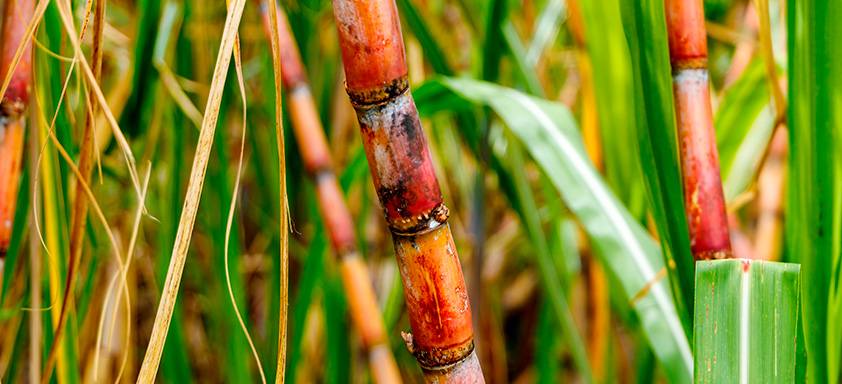 cigarrinha das raízes cana