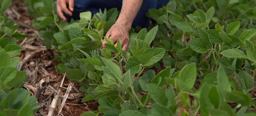  controle de daninhas na soja