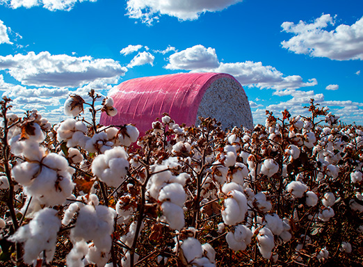 Produção de algodão