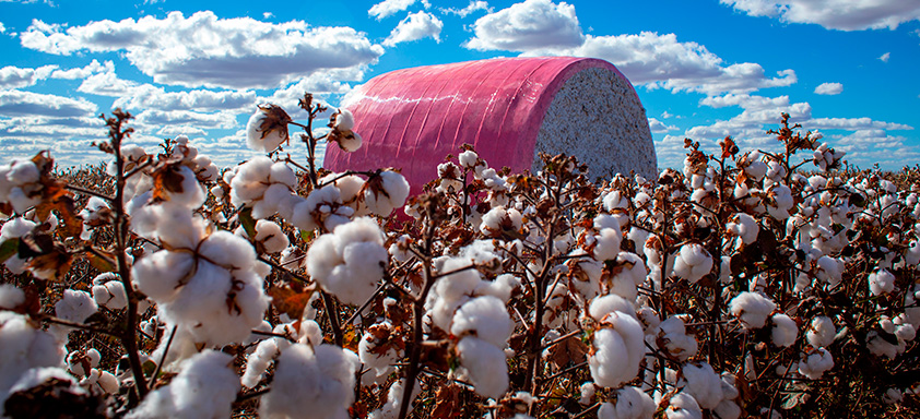 Produção de algodão