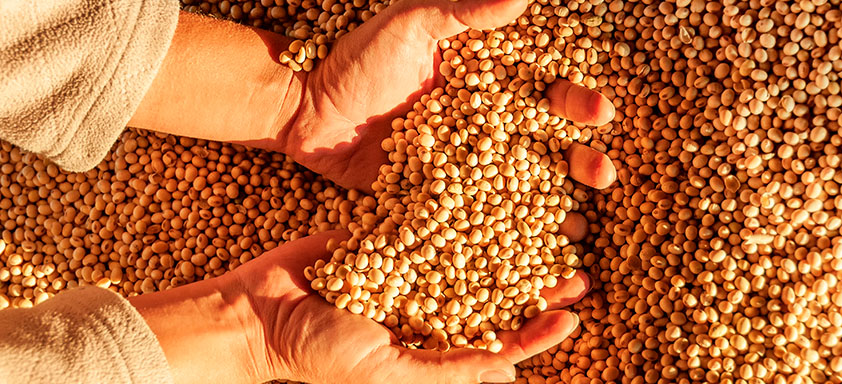 safra recorde de grãos