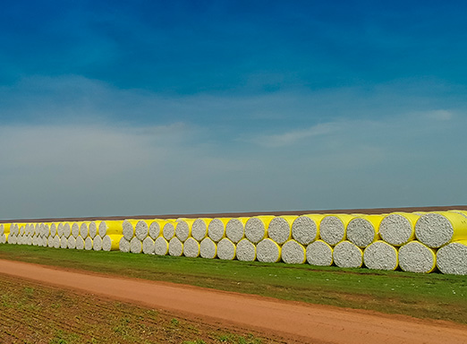 preço do algodão