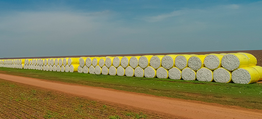 preço do algodão