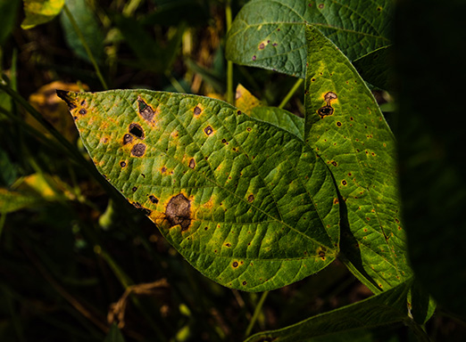 Doenças da soja