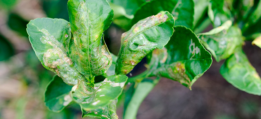 Manejo de doenças no citrus
