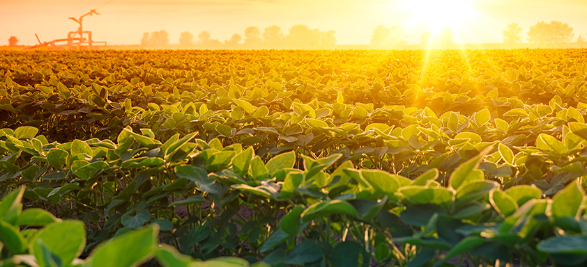 Lavoura de soja