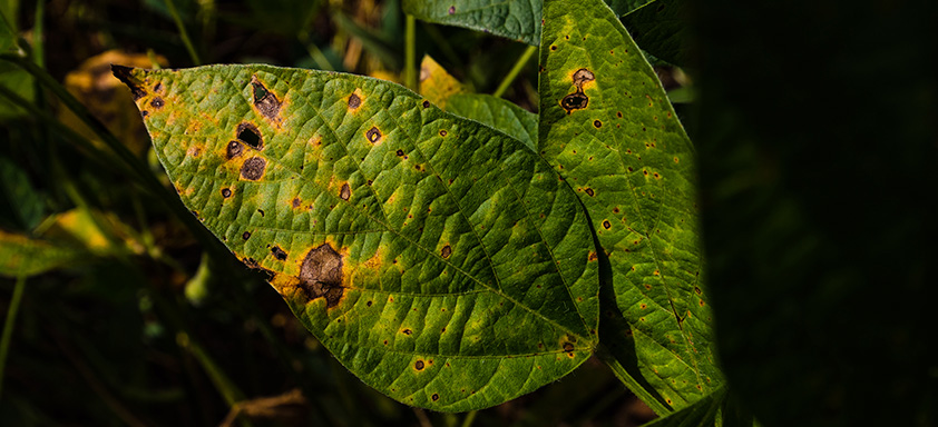 Doenças da soja