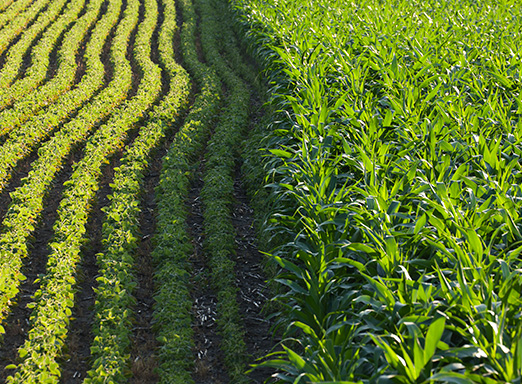 controle pragas soja milho