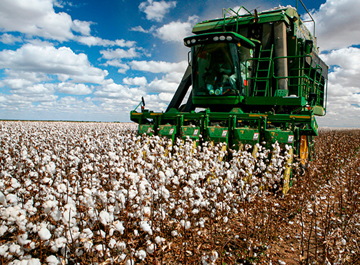 colheita de algodão