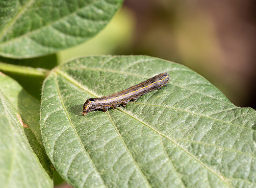aumento de spodopteras na soja