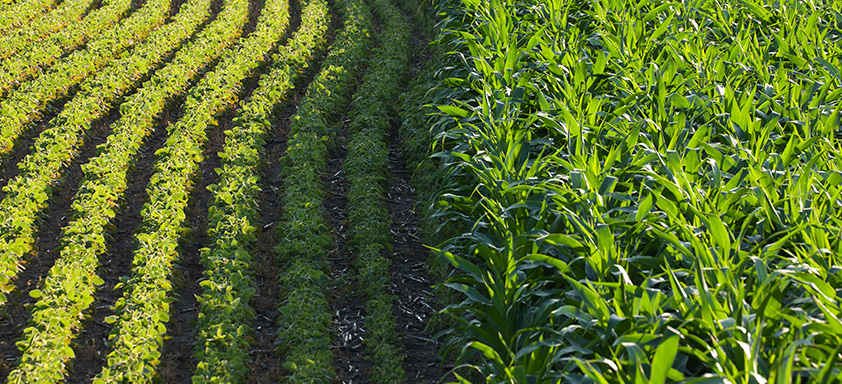 controle pragas soja milho