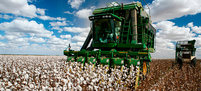 colheita de algodão