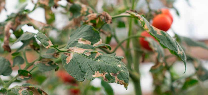 pragas no hortifruti