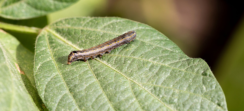 aumento de spodopteras na soja