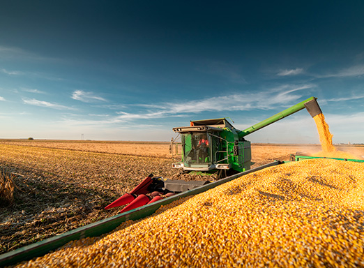 Andamento da Safra de Milho