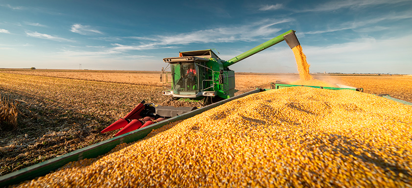 Andamento da safra de milho