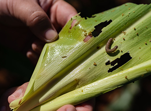 lagarta do cartucho milho