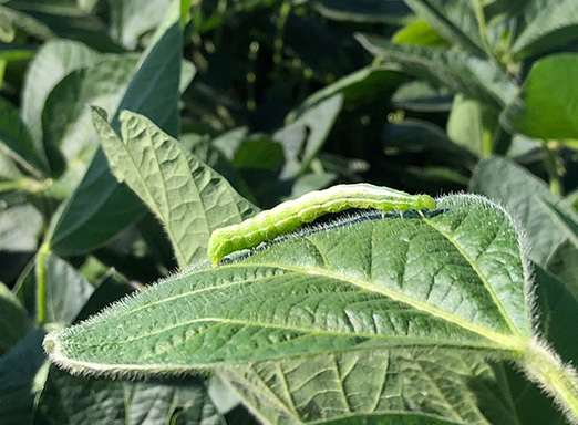 lagarta falsa medideira