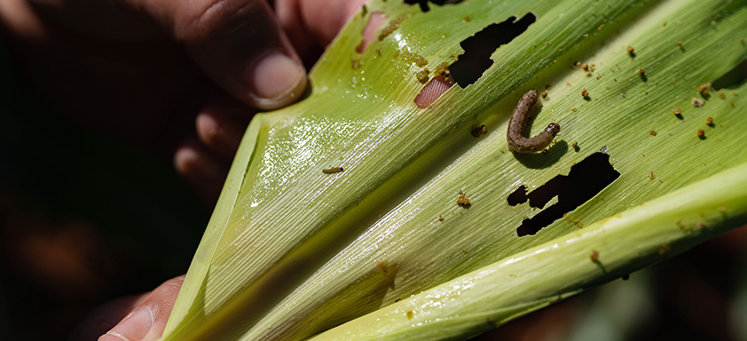 lagarta do cartucho milho