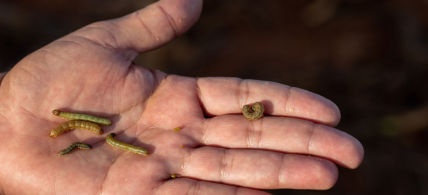 lagartas da soja
