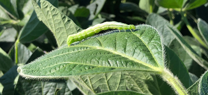 lagarta falsa medideira