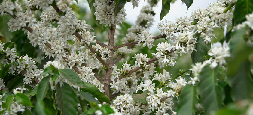 A florada do café, que geralmente ocorre com o início da primavera, já chegou em algumas regiões do país