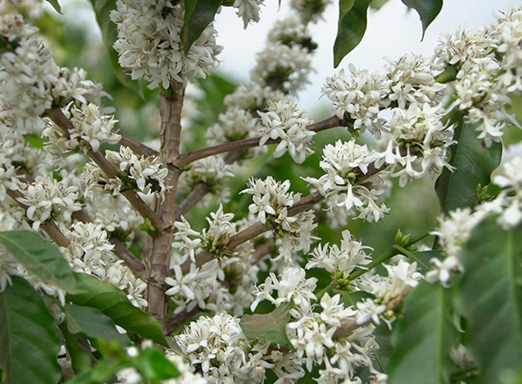 A florada do café, que geralmente ocorre com o início da primavera, já chegou em algumas regiões do país