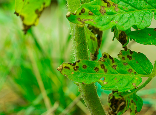 doenças do tomate