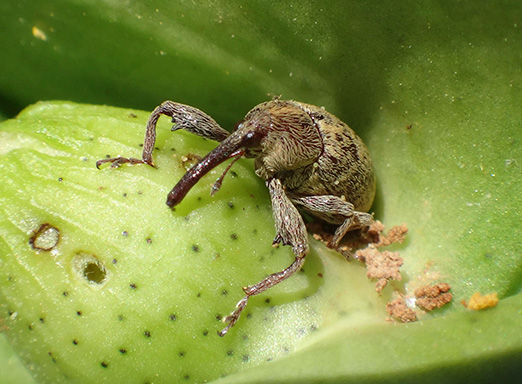 bicudo-do-algodoeiro
