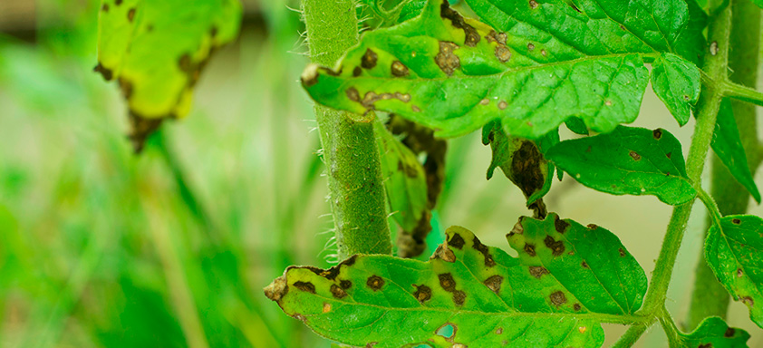 doenças do tomate