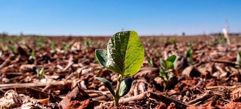 herbicida pré-emergente