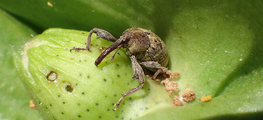 bicudo-do-algodoeiro