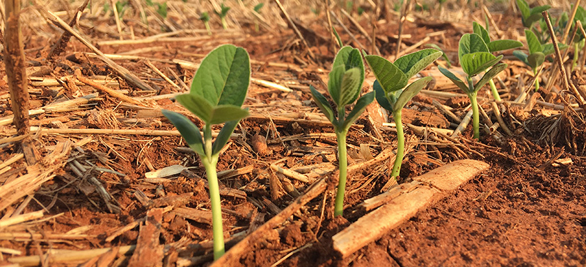 safra de soja 2023/24