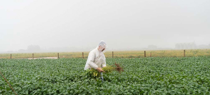 doenças da soja