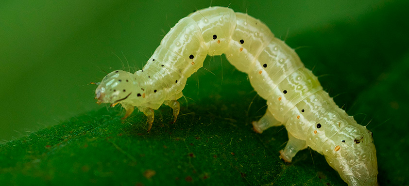 falsa medideira na soja