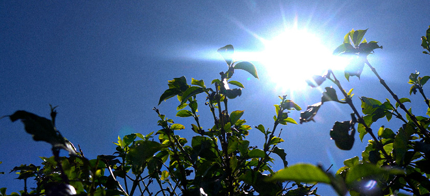 Calor pode prejudicar pegamento da florada do café, de forma que cidades produtoras podem registrar temperaturas acima de 41ºC nos próximos dias 