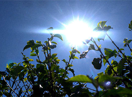 Calor pode prejudicar pegamento da florada do café, de forma que cidades produtoras podem registrar temperaturas acima de 41ºC nos próximos dias 