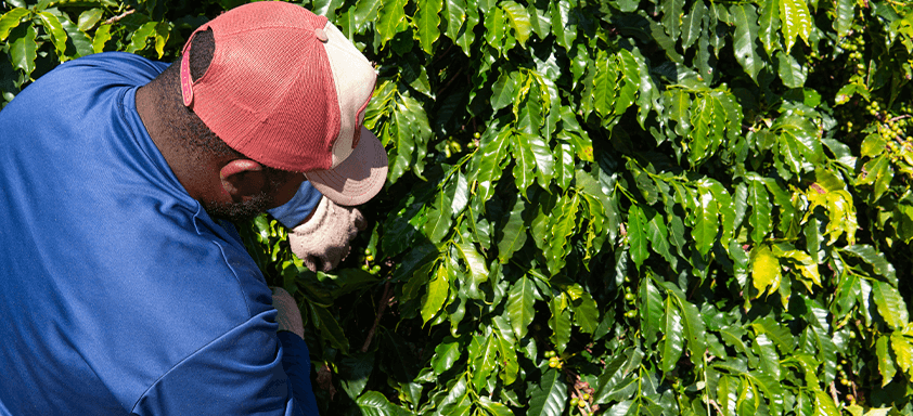 O manejo correto na cafeicultura nunca foi tão essencial, já que especialistas  alertam para necessidade de mais eficiência nos tratos culturais 