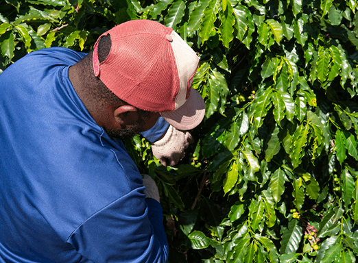 O manejo correto na cafeicultura nunca foi tão essencial, já que especialistas  alertam para necessidade de mais eficiência nos tratos culturais 