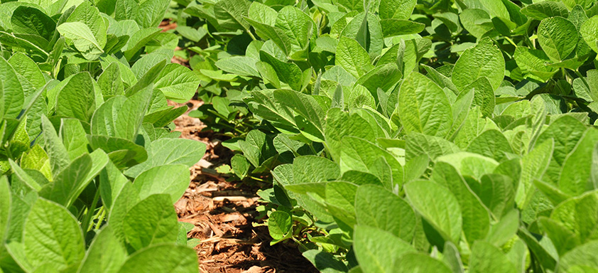 manejo de doenças na soja
