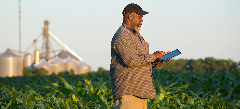 manchas foliares no milho