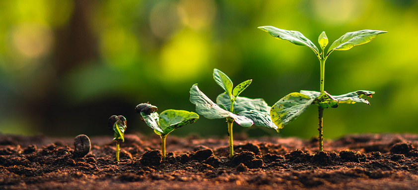 Café: você sabe como iniciar uma lavoura nova?  Alguns passos são importantes para garantir o melhor desenvolvimento e a boa produtividade 