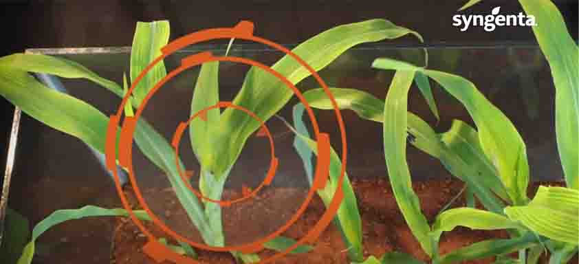 Planta de milho com um alvo