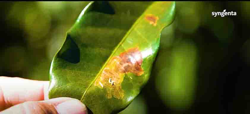 Mão mostrando folha de café infestada