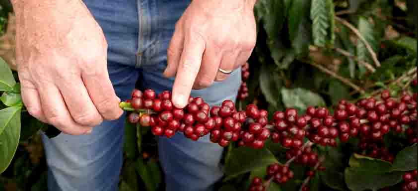 Mão mostrando sementes de café