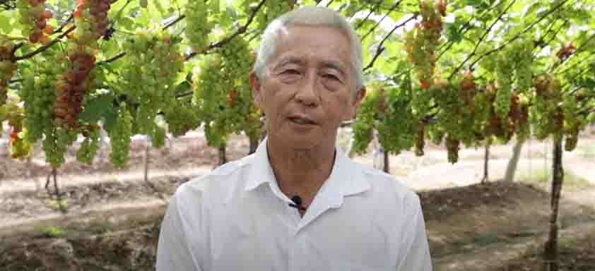 O Engenheiro-agrônomo Newton Matsumoto a frente de uma plantação com cachos de uva