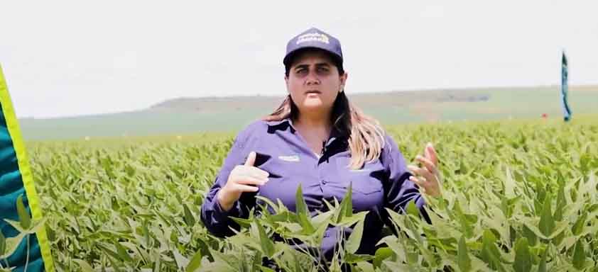 Entomologista Tatiane Lobak aparece posicionada no meio de uma plantação de soja