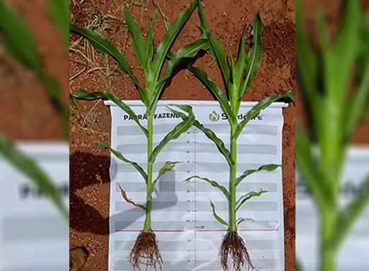 Comparativo de campos de semente com uso de Tymirium