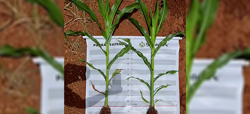 Comparativo de campos de semente com uso de Tymirium