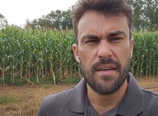 Profissional avalia uso de Tymirium no milho